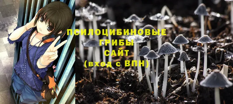 Галлюциногенные грибы Psilocybe  где найти наркотики  Уржум 